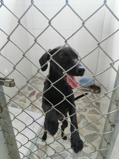 CPAR Centro de Protección Animal de Roncesvalles